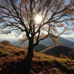 Tierno Sol de Otoño